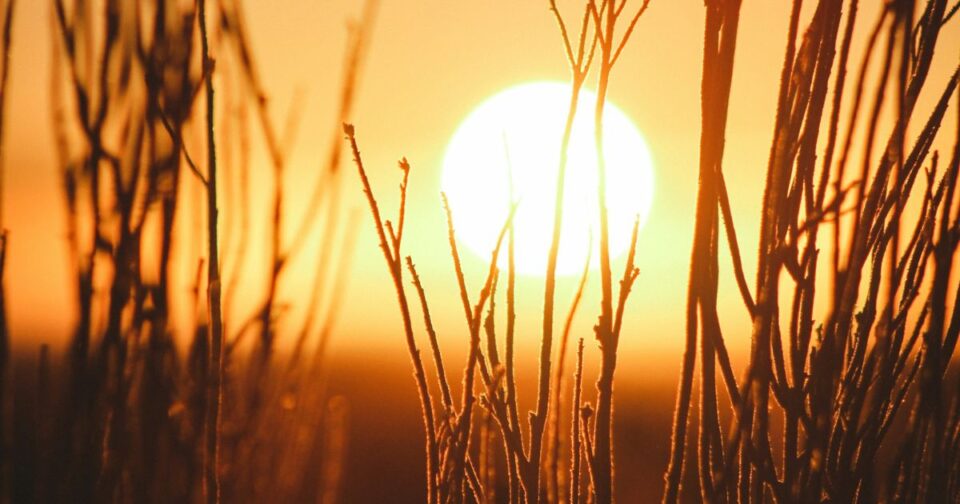 Sun shining through the branches